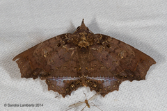 Polygoniodes laciniata