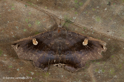 Euclystis insana