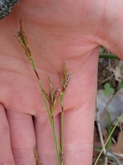 Carex digitata
