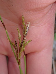 Carex digitata