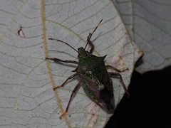 Eocanthecona formosa