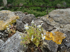 Linaria reflexa