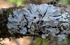 Coccocarpia erythroxyli