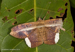 Hemeroblemma leontia