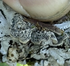 Coccocarpia erythroxyli