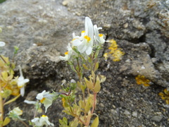 Linaria reflexa