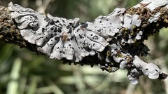 Coccocarpia erythroxyli