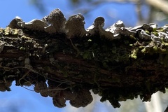 Coccocarpia erythroxyli