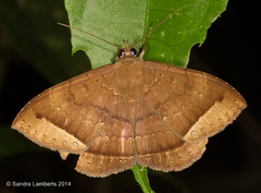 Hemeroblemma scolopacea