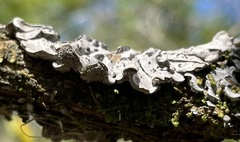 Coccocarpia erythroxyli