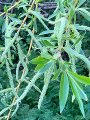Salix