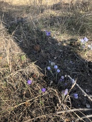 Pulsatilla patens