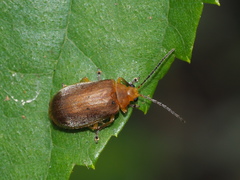 Menippus sericea