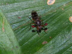 Teleopsis quadriguttata