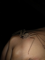 Paraphrynus chacmool