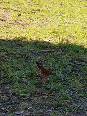 Turdus iliacus