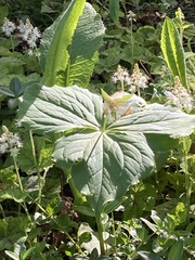 Trillium flexipes