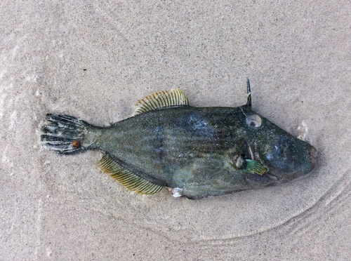 Meuschenia galii