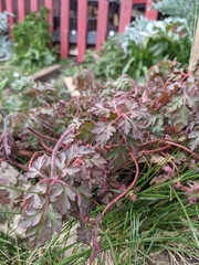 Geranium robertianum