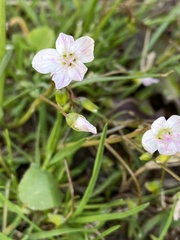 Claytonia virginica
