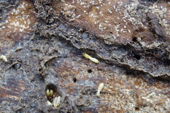 Reticulitermes banyulensis