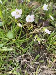 Claytonia virginica