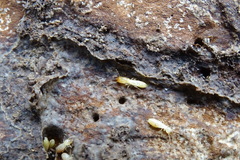 Reticulitermes banyulensis