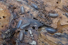 Porcellio monticola
