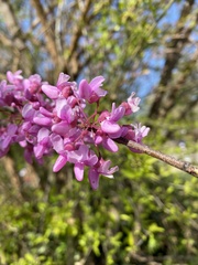 Cercis canadensis