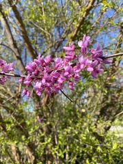 Cercis canadensis