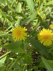 Taraxacum
