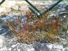 Tortula muralis muralis