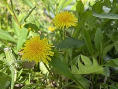 Taraxacum