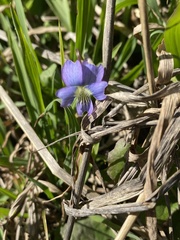 Viola sororia