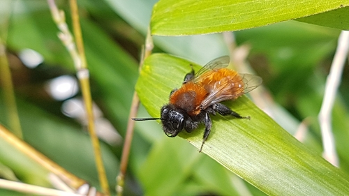 Tawny Mining Bee, 6708 DE Wageningen, Netherlands, photo 7 of 10