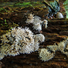 Ceratiomyxa fruticulosa fruticulosa