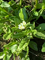Angiospermae