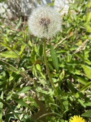 Taraxacum