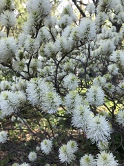 Fothergilla gardenii