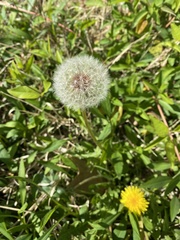 Taraxacum