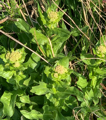 Lepidium draba