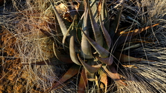 Aloe globuligemma
