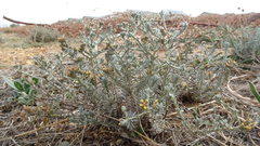 Helichrysum asperum asperum
