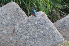 Alcedo atthis