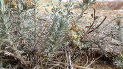 Helichrysum asperum asperum