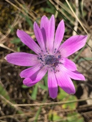 Anemone hortensis hortensis