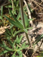 Anemone hortensis hortensis