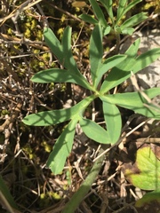 Anemone hortensis hortensis