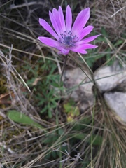 Anemone hortensis hortensis