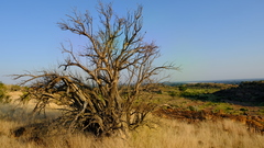 Sesamothamnus lugardii